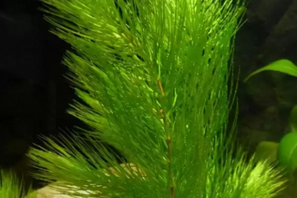 图片[7]-红蝴蝶水草养殖难度相关情况(红蝴蝶水草好不好养，栽培有一定难度)？-会东网
