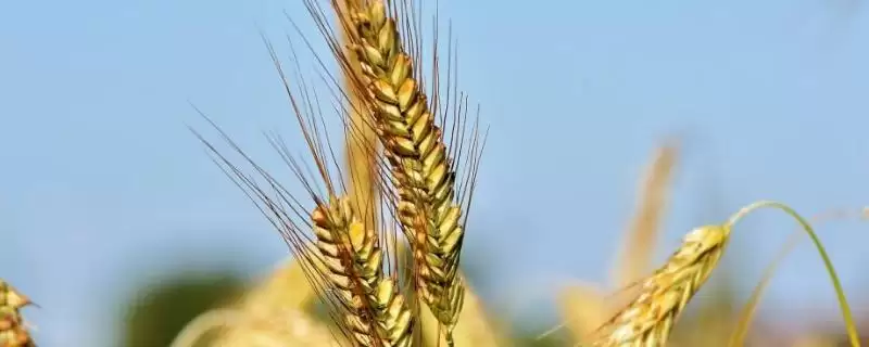 先麦8号小麦种子特征特性与生育期(先麦8号小麦种子特征及生育期)?-会东网