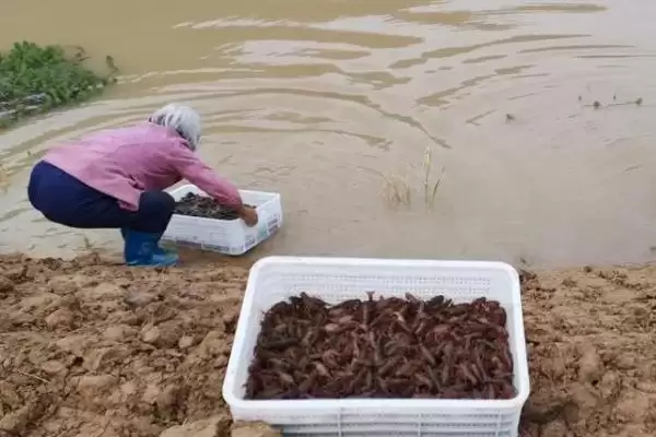 图片[6]-龙虾养殖基地分布介绍(湖南、重庆等地有龙虾养殖基地)？-会东网