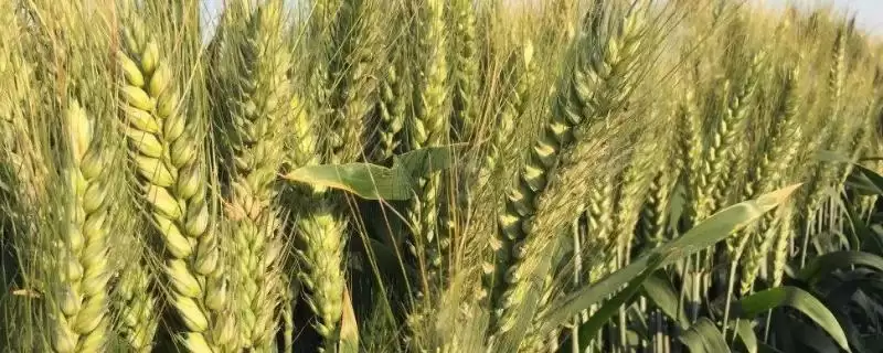 襄麦55小麦品种简介及病虫草害防治(襄麦55小麦品种简介及防治)?-会东网