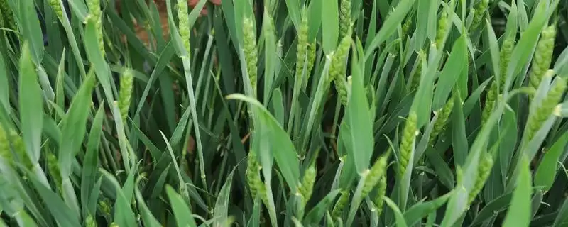 中研麦1号小麦品种特性与适期播种(中研麦1号小麦品种特性及适期播种)?-会东网