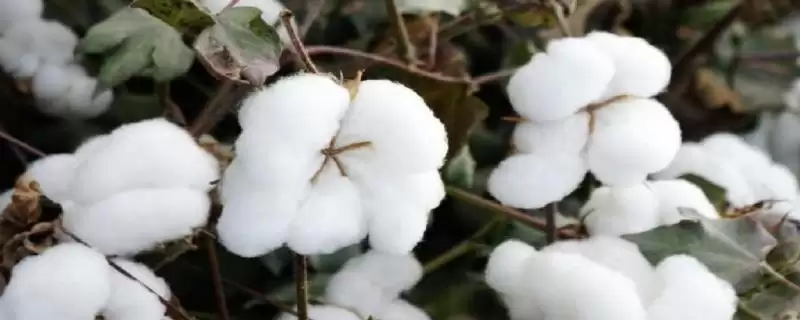 百棉3号棉花品种特性与全生育期(百棉3号棉花品种特性及全生育期)?-会东网