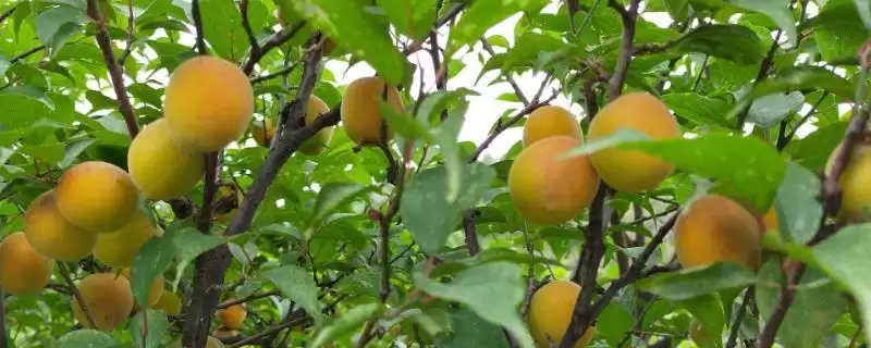 梅子黄时季节介绍(梅子黄时季节因地理位置不同而不同)?-会东网