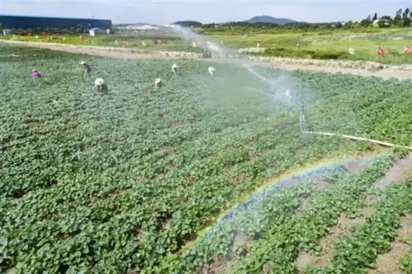 图片[6]-地瓜高产方法相关要点(地瓜高产方法，膨大期要追施复合肥、喷施叶面肥)？-会东网