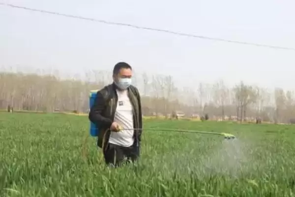 图片[4]-小麦硬草防除方法及农业化学防除措施(小麦硬草咋防除及防除措施)？-会东网
