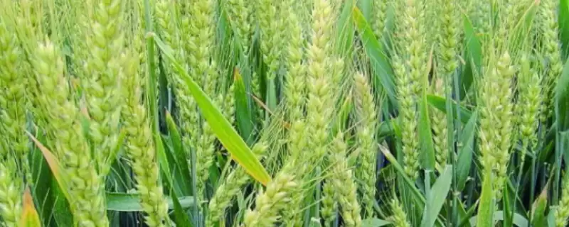 新麦26小麦种子特征特性与多穗型品种(新麦26小麦种子特征及多穗型品种)？-会东网