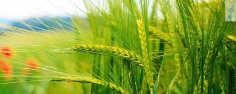 视察168小麦种子播期介绍(视察168适宜播种期10月上中旬)？-会东网