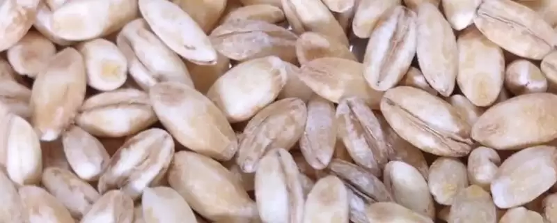 小麦种子保存方法及控制水分要点(怎样保存小麦种子及控制水分要点)?-会东网