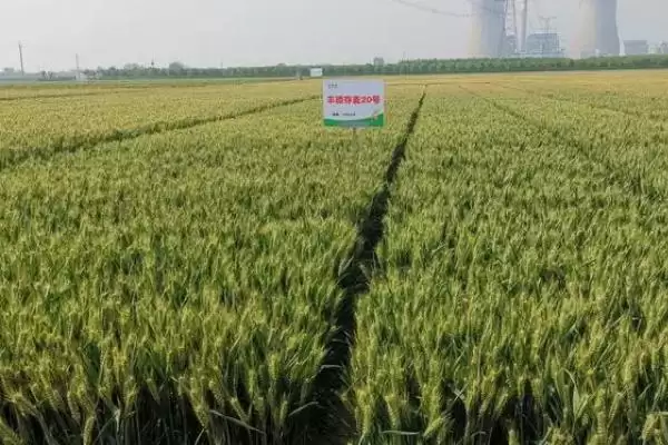 图片[9]-镇麦15品种简介与春性中熟品种特性(镇麦15品种简介及春性中熟品种特性)？-会东网