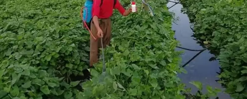 红薯使用二甲戊灵的时间要点(红薯什么时候可以用二甲戊灵，在移栽缓苗后、播种后出苗前均可使用)？-会东网