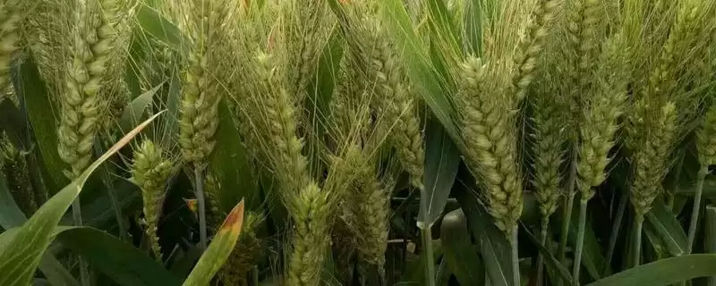 洲元9369小麦种子特征特性与熟期对比(洲元9369小麦种子特征及熟期对比)？-会东网