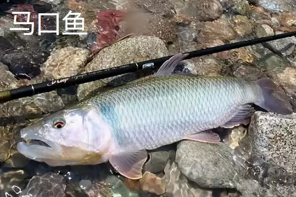 图片[3]-长相近似白条鱼的鱼类介绍(翘嘴、马口鱼等鱼长相近似白条鱼)？-会东网