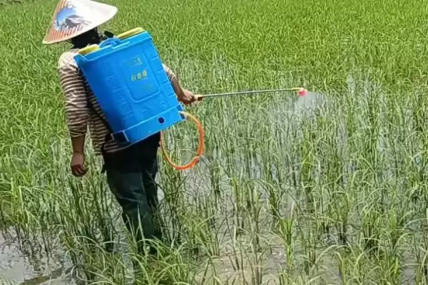 图片[2]-防治腻虫可喷施氧化乐果、辛硫磷等药物(防治腻虫喷施药物有何作用及效果)？-会东网