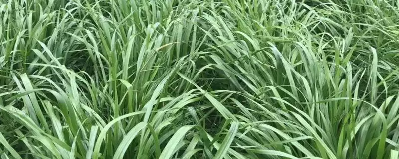 黑麦草种植方法及翻耕条播要点(怎么种植黑麦草及翻耕条播要点)?-会东网