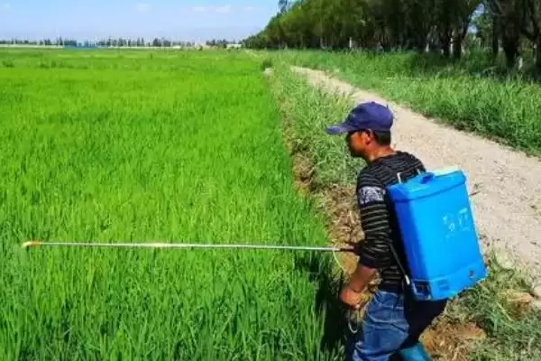 图片[2]-打完除草剂不同种类生效时间不同(打完除草剂生效时间与种类关系有何要点)？-会东网