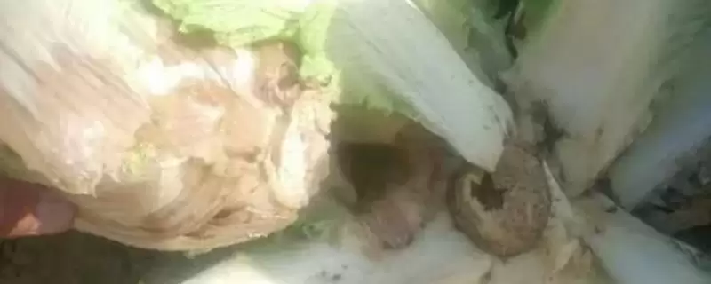 大白菜根腐病的防治用药(大白菜根腐病用什么药剂,可使用多菌灵、恶霉灵、咯菌腈等)?-会东网