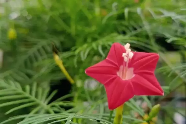 图片[2]-茑萝花语介绍(茑萝寓意相互帮助、忙忙碌碌等)？-会东网