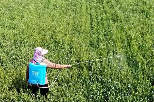 图片[3]-烯草酮使用效果最佳时期及说明(在什么时候用烯草酮效果好及说明)？-会东网