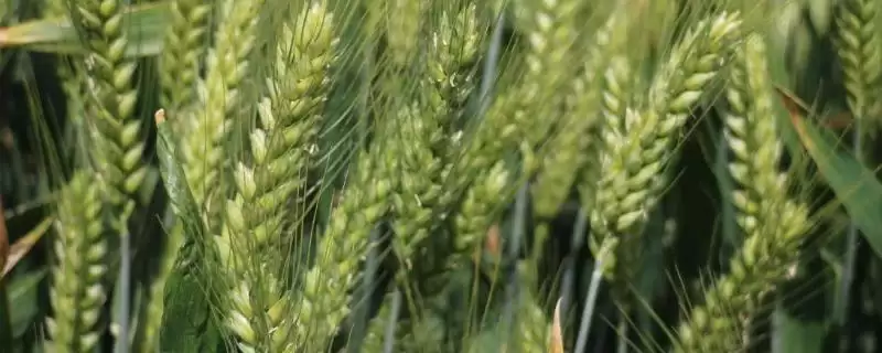 滇麦14号小麦品种特性、所属类型(滇麦14号(试验名称:滇麦14号)小麦品种的特性,为糯小麦品种)?-会东网