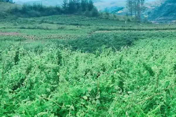 图片[3]-春季药材喷药防落果的方法(春季怎么通过喷药避免药材落果，喷施过磷酸钙、硫酸铵的浸出液可提高坐果率)？-会东网