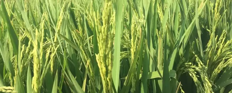 福祥1A水稻种两期父本相隔5天播种(福祥1A水稻种两期父本相隔5天播种有何要点)?-会东网