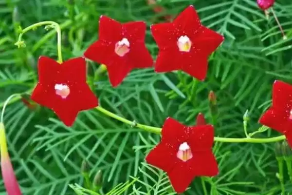 图片[3]-茑萝花语介绍(茑萝寓意相互帮助、忙忙碌碌等)？-会东网