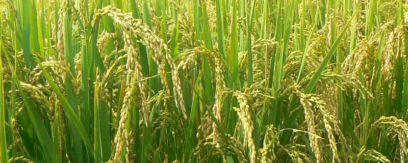博优9083水稻种子需综合防治病虫害(博优9083水稻种子综合防治病虫害有何要点)?-会东网