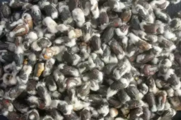 图片[4]-湘农棉8号棉花种子特点与播种时机(湘农棉8号棉花种子特点及播期)？-会东网