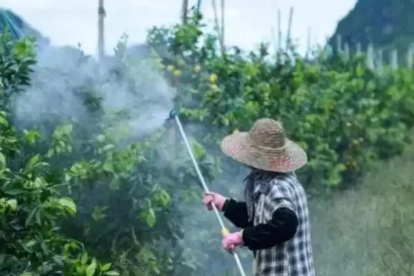 图片[3]-防治腻虫可喷施氧化乐果、辛硫磷等药物(防治腻虫喷施药物有何作用及效果)？-会东网