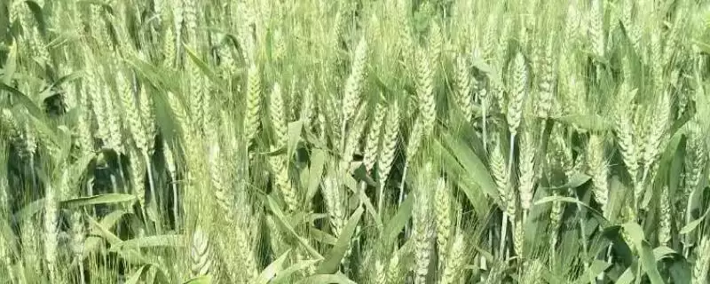 清照17小麦种子抗病特性(清照17中抗白粉病)?-会东网