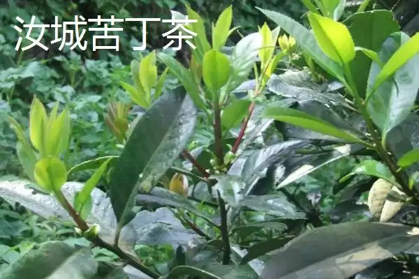 图片[8]-湖南汝城县素有“鸡鸣三省，水注三江”美誉介绍(湖南汝城县“鸡鸣三省，水注三江”美誉介绍)？-会东网