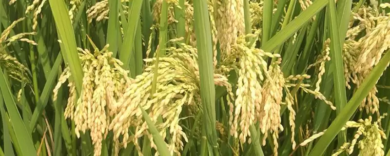 潢优164水稻种每亩有效穗15.5万详情(潢优164水稻种每亩有效穗15.5万详情)？-会东网