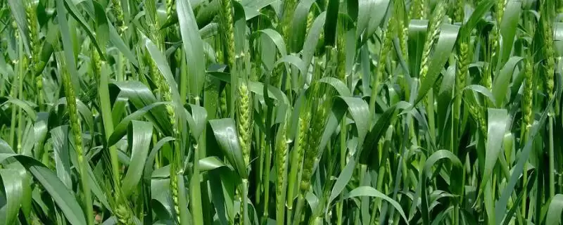 西农733小麦种子特点与适宜播期介绍(西农733小麦种子有啥特点及播期)?-会东网