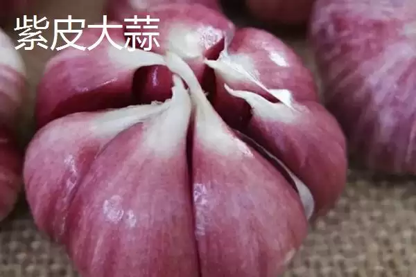 图片[2]-甘肃省民乐县的特产相关情况(甘肃省民乐县的特产，产出的苹果梨具有中国一代梨王的美誉)？-会东网