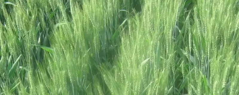 宛麦988小麦种子基本苗情况(宛麦988每亩适宜基本苗16-20万)？-会东网