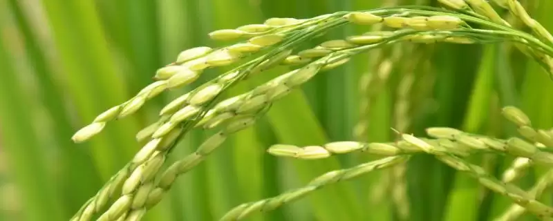 黑粳8号水稻种子比对照品种龙稻2号早1天详情(黑粳8号水稻种子比龙稻2号早1天详情)?-会东网