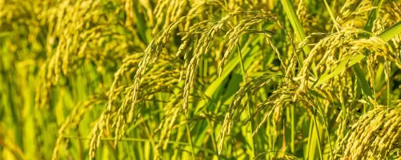 水稻生长时期介绍(水稻生长时期分乳熟期等4个时期)?-会东网