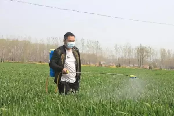 图片[3]-防治小麦锈病的特效药种类(防治小麦锈病的特效药有哪些，有三唑酮、丙环唑、烯唑醇等)？-会东网
