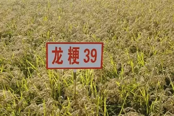 图片[10]-杂交水稻和普通水稻区别及分析(杂交水稻和普通水稻有啥区别及分析)？-会东网