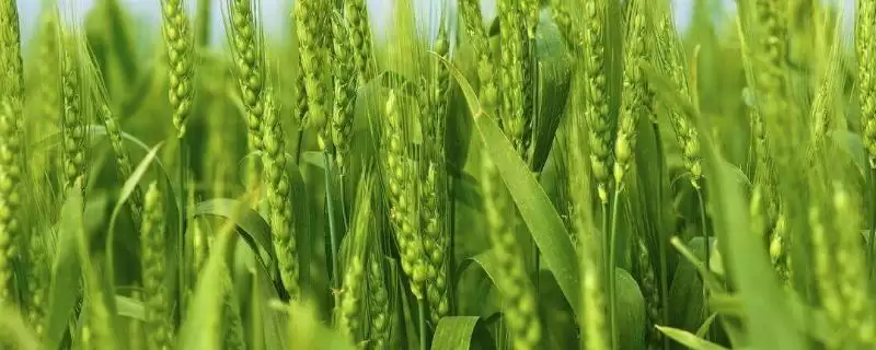 皖垦麦9号小麦种子抗病特性(皖垦麦9号中抗／中抗白粉病)？-会东网