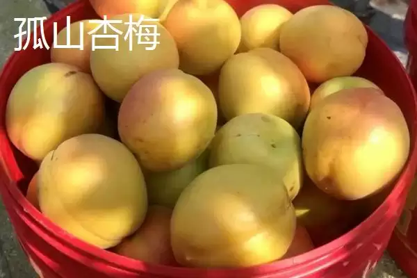 图片[8]-辽宁省丹东市的特色水果相关情况(辽宁省丹东市的特色水果，夏家村草莓达到无公害绿色食品标准)？-会东网