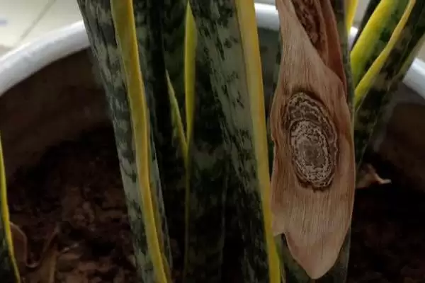 图片[9]-虎尾兰可分株或扦插繁殖的种植技术(虎尾兰分株或扦插繁殖的种植技术)？-会东网