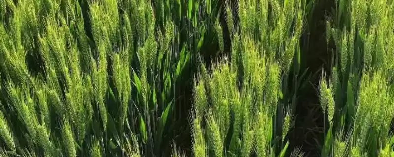 扬麦30品种介绍与全生育期时长(扬麦30品种介绍及全生育期)?-会东网