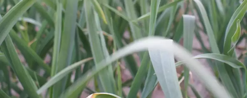 大蒜秋播栽培开挖浅沟后再进行点播(大蒜秋播栽培方法有何要点)?-会东网