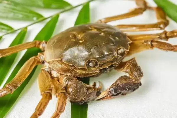 图片[2]-养殖的螃蟹食物种类及饵料选择(养殖的螃蟹吃什么及饵料选择)？-会东网