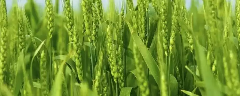 洛旱10小麦品种播量介绍(洛旱10最佳播量每亩8-10kg)?-会东网