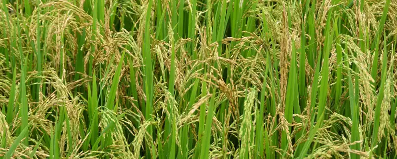 中麦170小麦品种特性与抗白粉病(中麦170小麦品种特性及抗白粉病)?-会东网