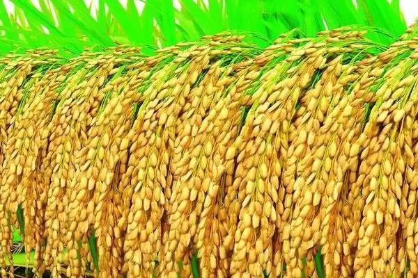 图片[4]-常优4号水稻品种秧田每亩播种量15千克(常优4号水稻品种秧田播种量有何标准)？-会东网