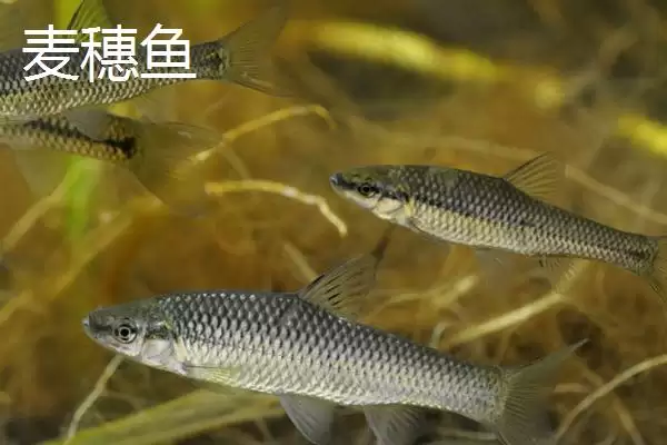 图片[6]-长相近似白条鱼的鱼类介绍(翘嘴、马口鱼等鱼长相近似白条鱼)？-会东网