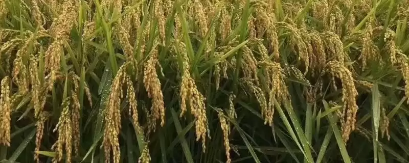 华糯1812水稻种子栽插密度要点(华糯1812水稻种子栽插密度要点)？-会东网
